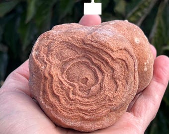 Large Stromatolite from Morocco