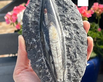 Orthoceras Polished on Raw Rock