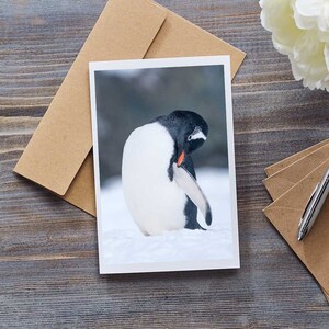 Cute gentoo penguin blank greeting card, birthday card, christmas card, wildlife photo, animal photo image 1