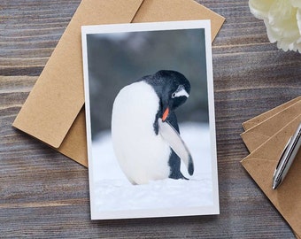 Cute gentoo penguin blank greeting card, birthday card, christmas card, wildlife photo, animal photo