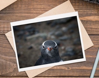 Curious gentoo penguin blank greeting card, birthday card, christmas card, wildlife photo, animal photo