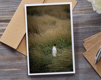 King penguin blank greeting card, birthday card, christmas card, wildlife photo, animal photo