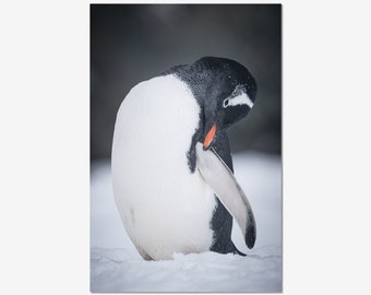 Cute preening gentoo penguin photo print unframed,animal photography, nature photo prints, wall art