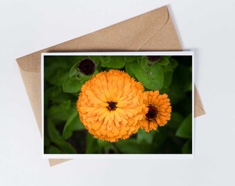 Calendula flower blank greeting card, birthday card, christmas card, nature photo, flower photo, orange flower, vegan greeting card