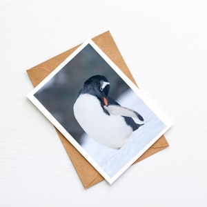 Cute gentoo penguin blank greeting card, birthday card, christmas card, wildlife photo, animal photo image 3