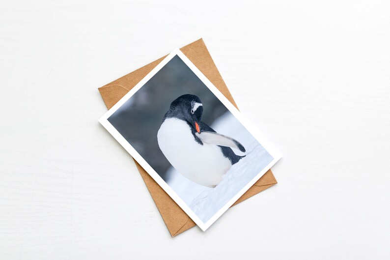 Cute gentoo penguin blank greeting card, birthday card, christmas card, wildlife photo, animal photo image 3