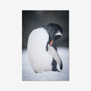 Cute gentoo penguin blank greeting card, birthday card, christmas card, wildlife photo, animal photo image 2