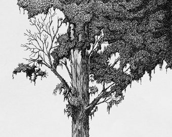 Tree Pen and Ink