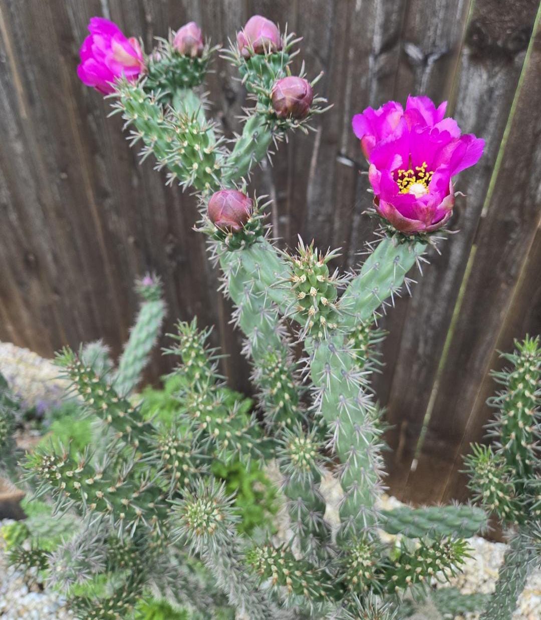 Calla Cactus Live Cholla Cactus / Cactus Cuttings / Winter Hardy / Drought Tolerant ...