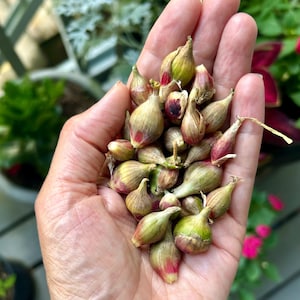 Egyptian Walking Onion Perennial Homestead Onion Bulbils - Organically Grown