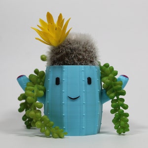 Cactus Succulent Planter Pot