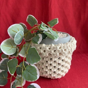 May include: A small, pale green ceramic pot with white pebbles inside, in a cream macrame plant holder. The plant has green and white leaves, against a red backdrop.