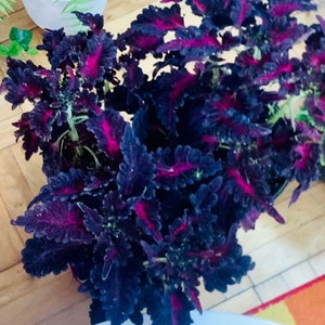 Goth Garden: Black Dragon is back! Young Black Dragon Coleus Real Live Plant. Fast growing