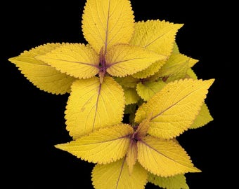 Coleus Ochre Dokey, planta viva poco común / Coleus de follaje ocre cálido / Variedad de coleccionista / Planta enraizada o esqueje / Anual de sol y sombra