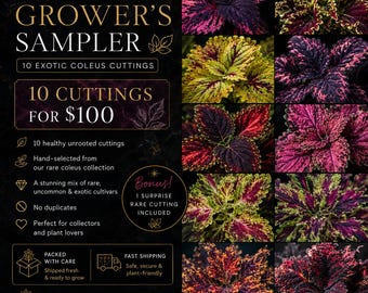 10 seltene Coleus Stecklinge | Züchterkarte | Exotische Sammlersorten | Unbewurzelte Lebende Pflanzen | Überraschungs Bonus Zuschnitt