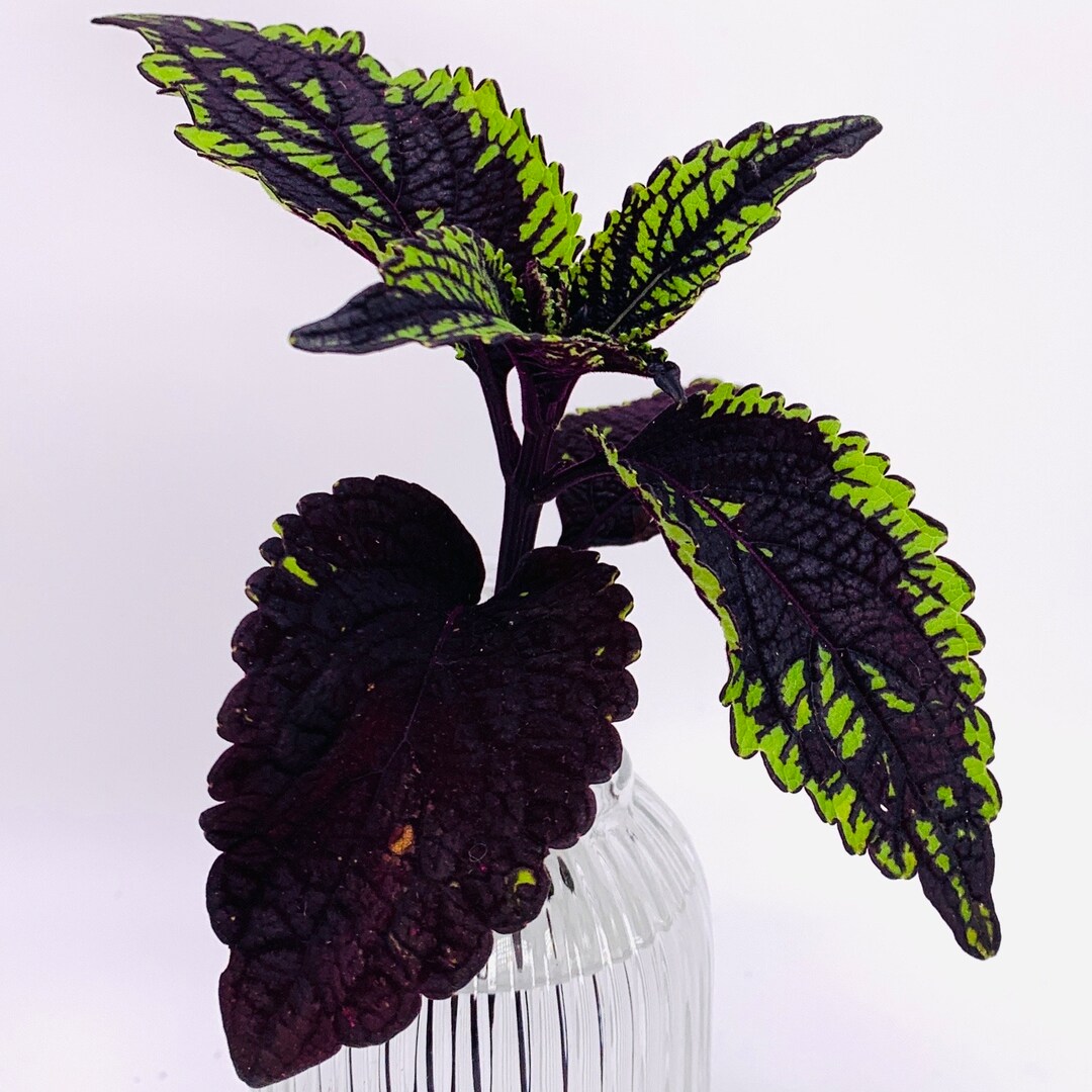 Dragon Tongue Cutting an Exceptionally Rare Museum Etsy