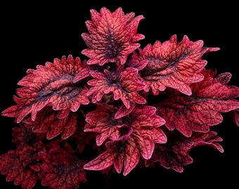 Planta de Coleus ‘Gnash Rambler’ / Esqueje de follaje texturizado de color carmesí poco común