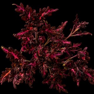 May include: A coleus plant featuring deeply serrated, dark burgundy and maroon leaves with vibrant, bright magenta veins radiating from the center of each leaf. The foliage is dense and textured, set against a solid, plain black background.