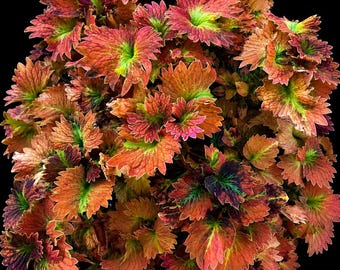 Rare Tilt-A-Whirl Coleus Plant | Copper Peach Foliage, Collector Cultivar