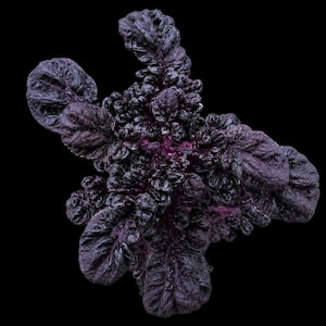 May include: A dark purple plant with deeply textured, crinkled leaves radiating from a central point. The foliage displays a rich, saturated violet hue with darker, almost black shadows within the intricate folds and veins of the ruffled leaf structure.