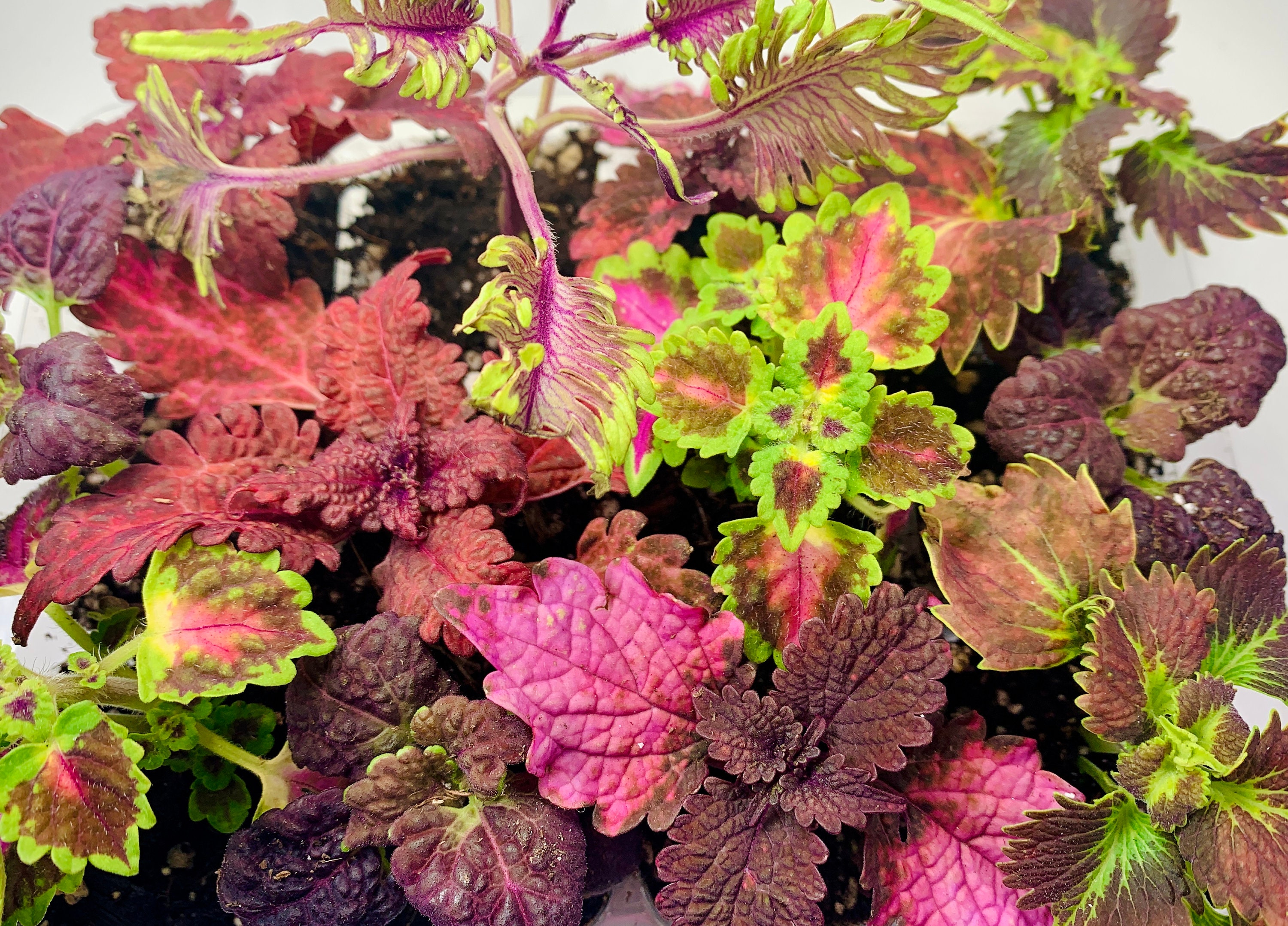 12 New 2023 Rare Coleus Varieties Florida Sun Rose Great Etsy Australia