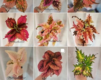 Unleash the Mesmerizing Beauty: Introducing Swedish Coleus Hybrids for Your Garden!