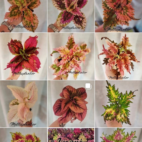 Unleash the Mesmerizing Beauty: Introducing Swedish Coleus Hybrids for Your Garden!