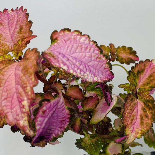 Pianta viva di Coleus "Florida Sun Rose". Una delle più incredibili aggiunte recenti agli ibridi Full Sun Tolerant raggiunge fino a 18" e larghezza