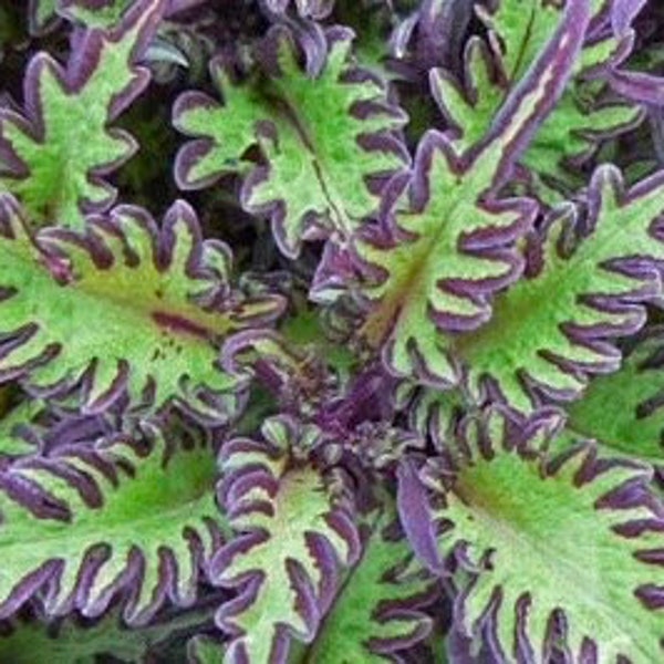 Lime Shrimp Coleus plant from the famous Under the Sea collection.