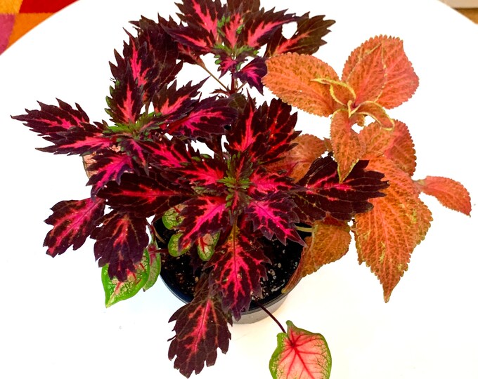 Coleus Royalty Live Plant and Cuttings Etsy Canada