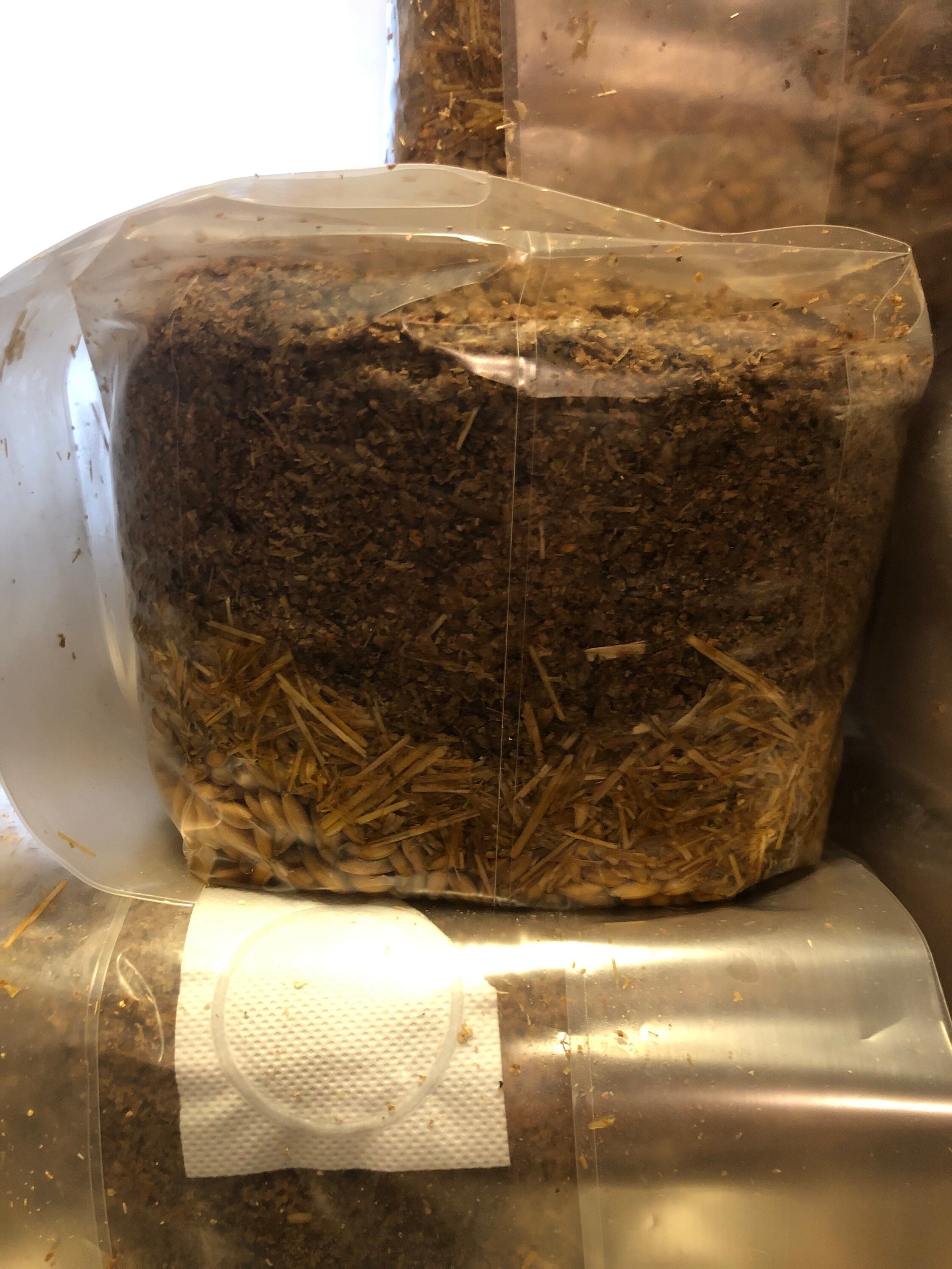 6 LB All In One Bag of Organic Mushroom Grain/Substrate 2 for Etsy