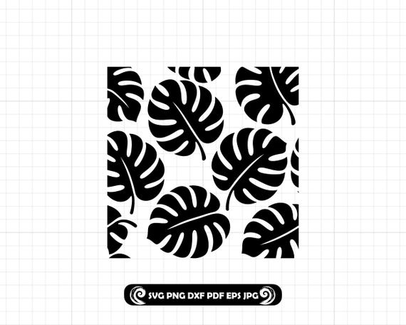philodendron ph Philodendron 