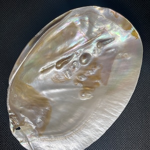 May include: A large, iridescent white seashell with a smooth, oval shape. The shell has a pearly sheen and a few small, round bumps on the surface.