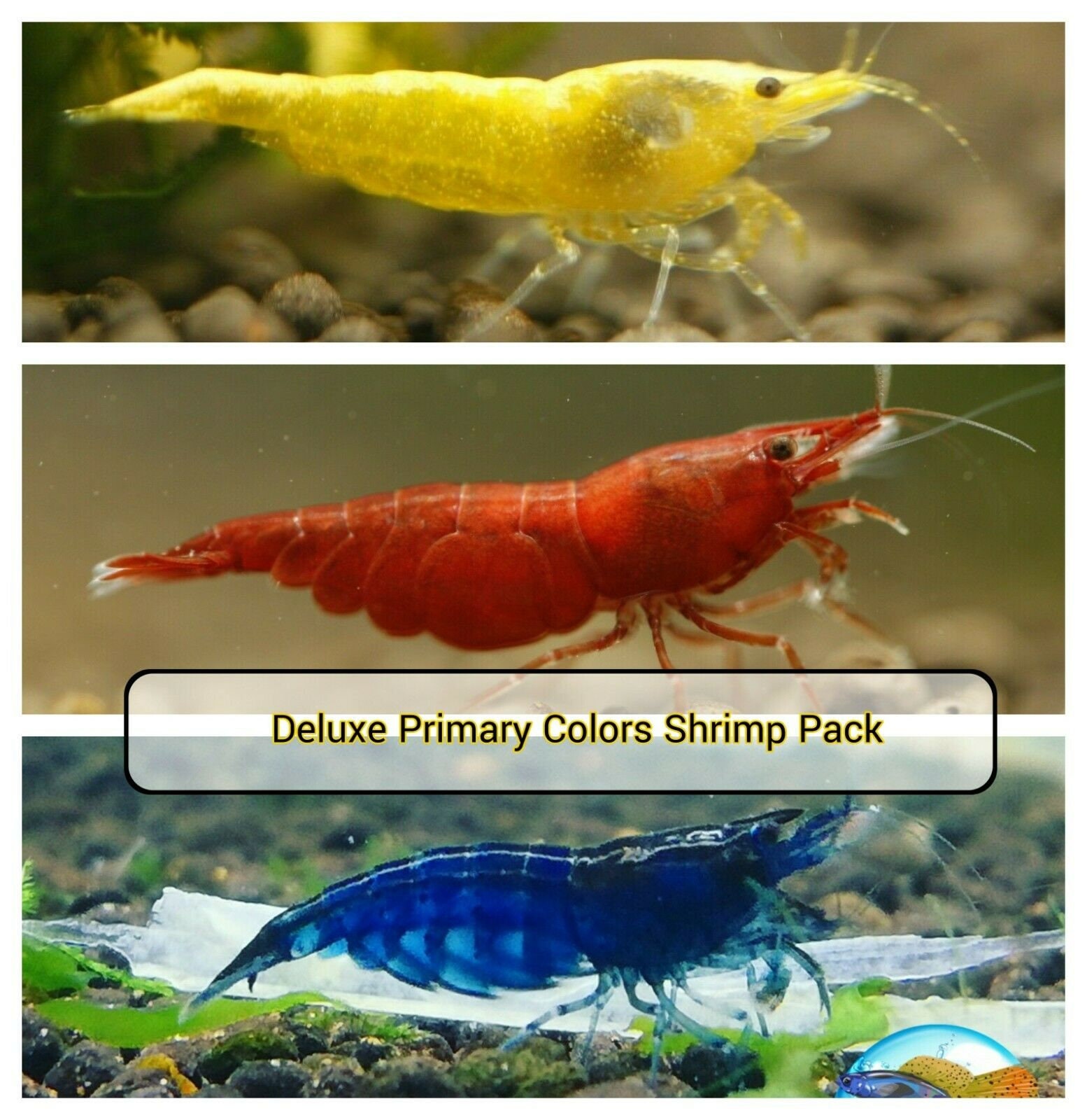 Bamboo Shrimp for sale Only 2 left at 75