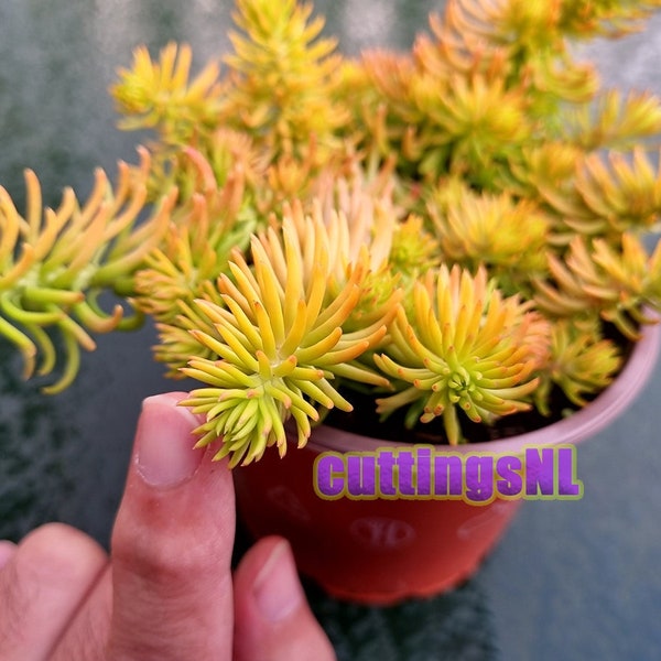 Petrosedum rupestre  'Angelina' (Crassulaceae), RARE yellow succulent, rooted cuttings, shipped bare-root