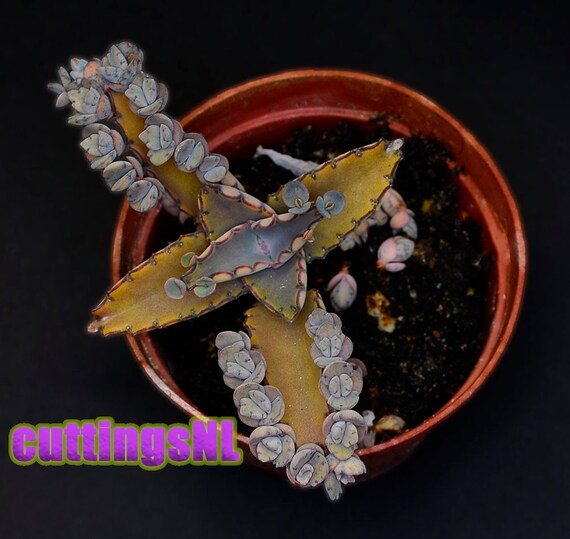 Kalanchoe Daigremontiana mexican Hat 