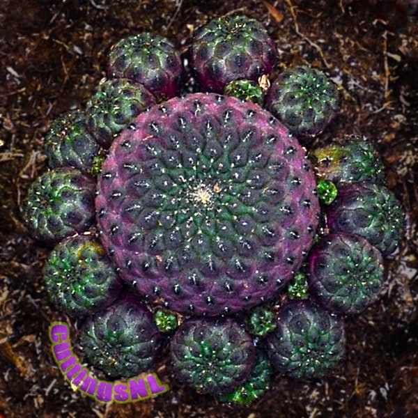 Rebutia canigueralii f. violacidermis de Bolivia (Sulcorebutia; Reb. rauschii), crías de cactus frescas / barcos con seguimiento