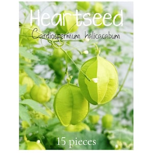 Heart seed / Balloon Vine / Cardiospermum halicacabum / Love in a Puff / GMO free Plant / Bio gardening