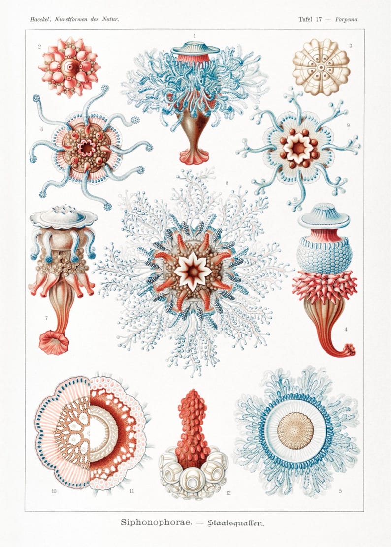 Vintage Octopus Chart - Instant Digital Download - Tropical Marine Life ...