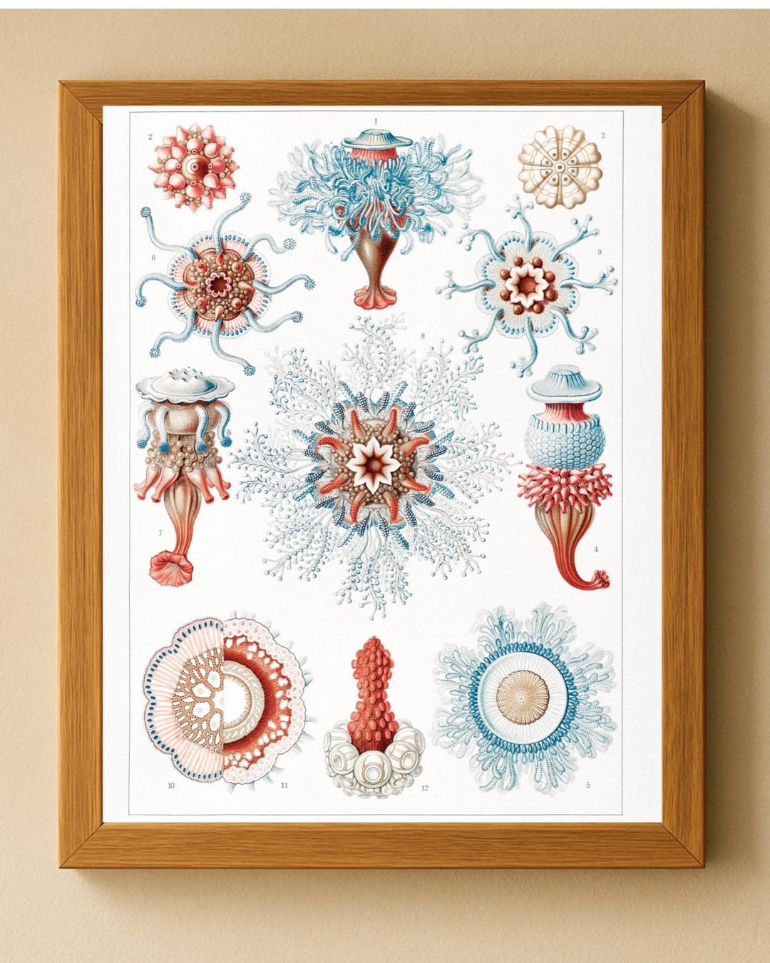 Vintage Octopus Chart - Instant Digital Download - Tropical Marine Life ...