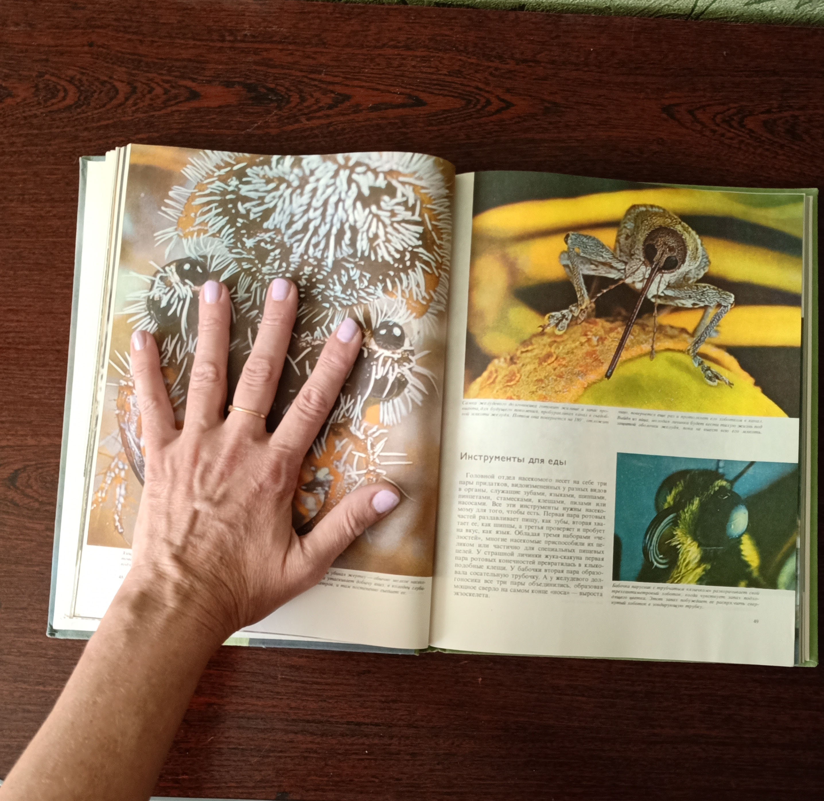 Vintage book about insects Illustrated book The | Etsy