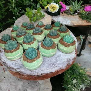 Succulent Bath Bomb 5oz with Goat Milk Soap Embed, Cucumber Splash Scent, Botanical Spa Fizzies, Plant Lover Gift, Luxurious Bath Fizzie