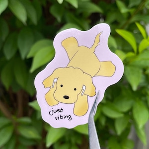 Juste un chiot qui vibre