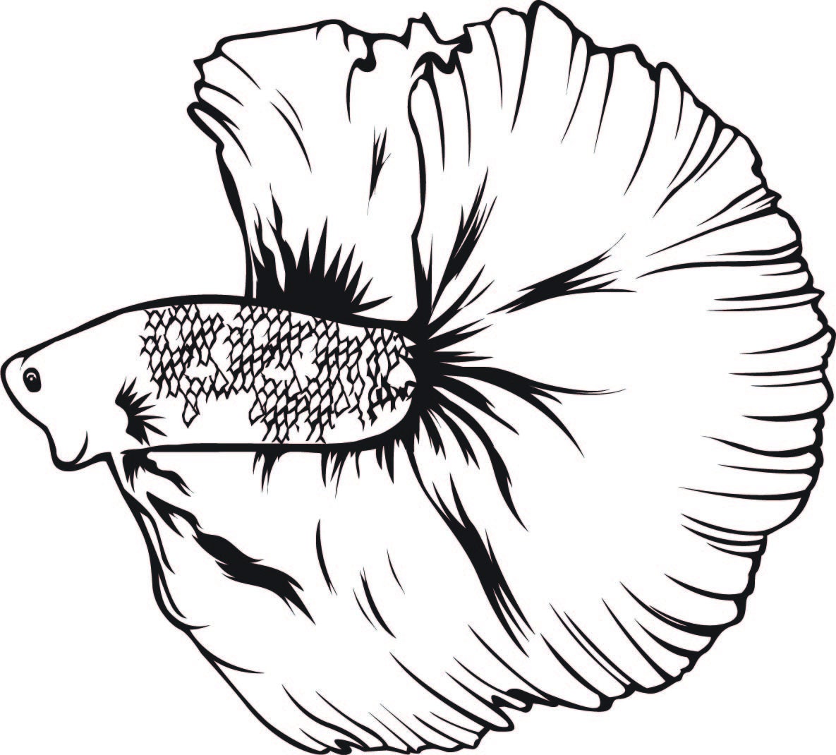 Betta Fish Clip Art, Black and White - Etsy