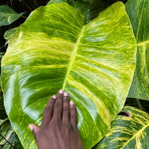 XL Variegated Golden Pothos Cutting (10&quot;- 15&quot;) Organically Grown- Epipremnum Aureum