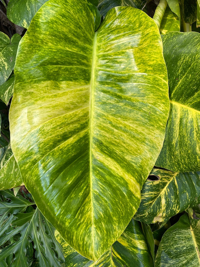 Giant Variegated Golden Pothos Cutting 16 20 Etsy España