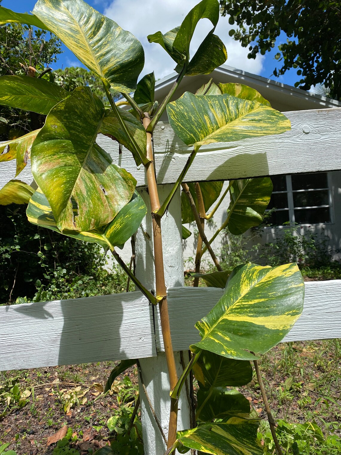 Giant Variegated Golden Pothos Cutting 16 20 Etsy España