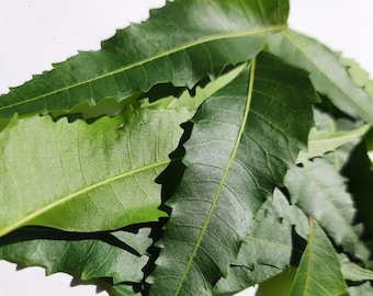Natural Fresh Dried Neem Leaves | (Azadirachta indica)