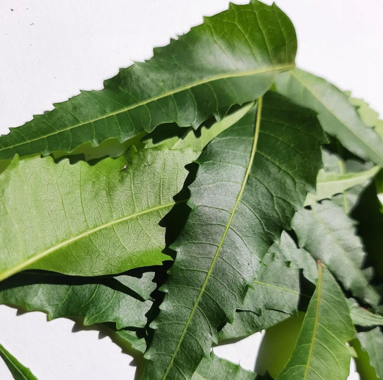 Natural Fresh Dried Neem Leaves azadirachta Indica