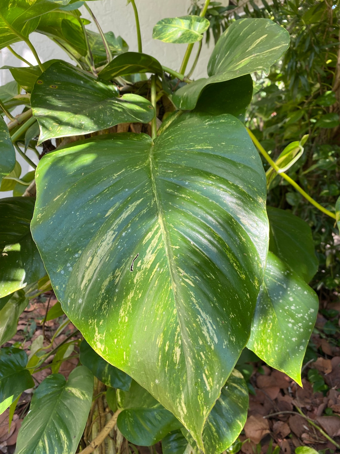 LARGE Variegated Golden Pothos Cutting 46 Organically Etsy
